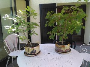 fb img 1775399391800
